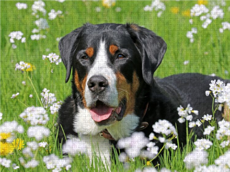 Produktbild: CALVENDO Puzzle Gro&szlig;er Schweizer Sennenhund auf der Blumenwiese 1000 Teile Lege-Gr&ouml;&szlig;e 64 x 48 cm Foto-Puzzle Bild von SchnelleWelten