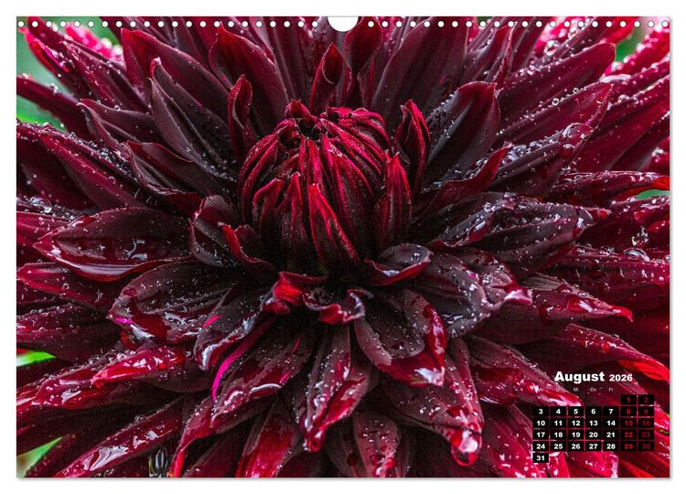 Produktbild: Im Herzen der Dahlie (Wandkalender 2026 DIN A3 quer), CALVENDO Monatskalender
