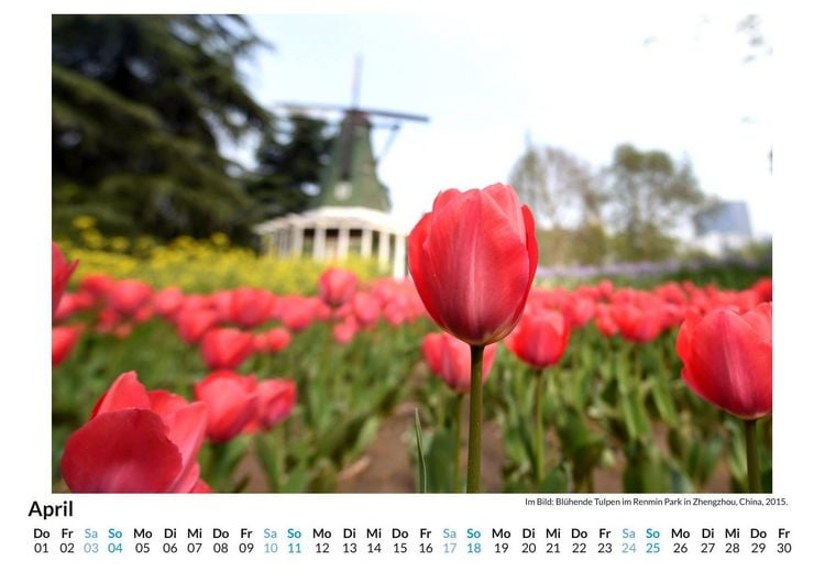 Produktbild: Tulpen