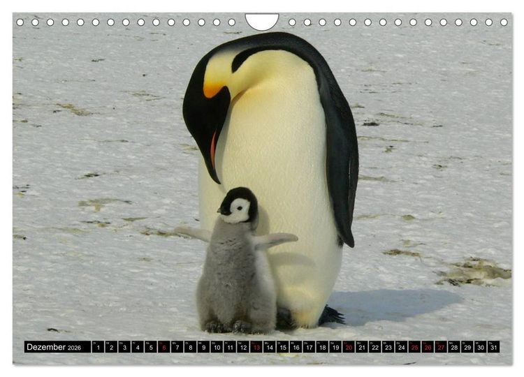 Produktbild: Pinguine - Watscheln im festlichen Kleid (Wandkalender 2026 DIN A4 quer), CALVENDO Monatskalender
