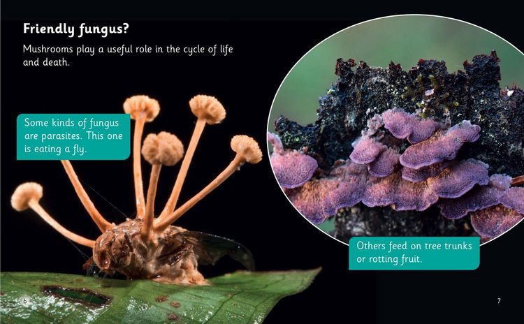 Produktbild: The Secret Life of Mushrooms