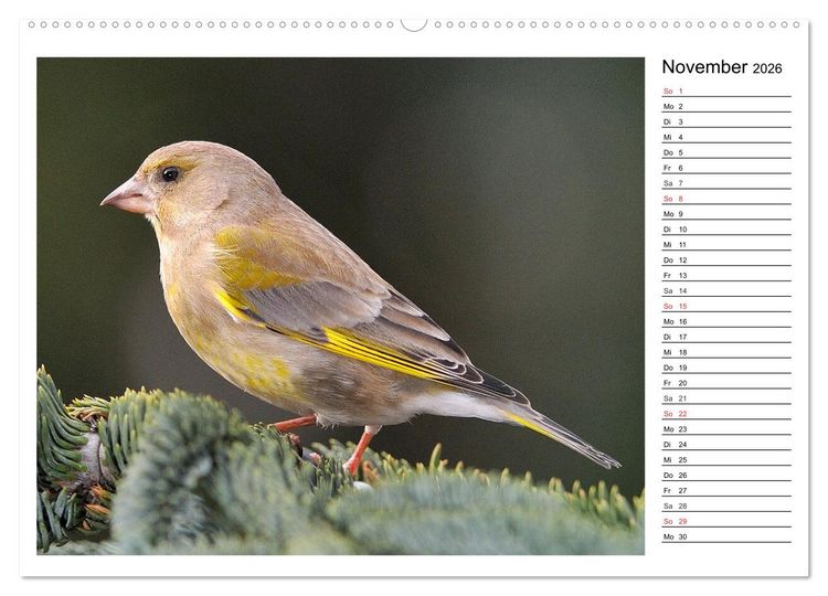 Produktbild: Gefiederte Freunde - Unsere heimischen Gartenv&ouml;gel (Wandkalender 2026 DIN A2 quer), CALVENDO Monatskalender