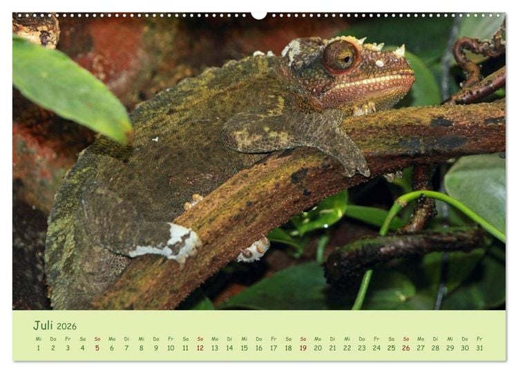 Produktbild: Augenblicke der Cham&auml;leons (hochwertiger Premium Wandkalender 2026 DIN A2 quer), Kunstdruck in Hochglanz