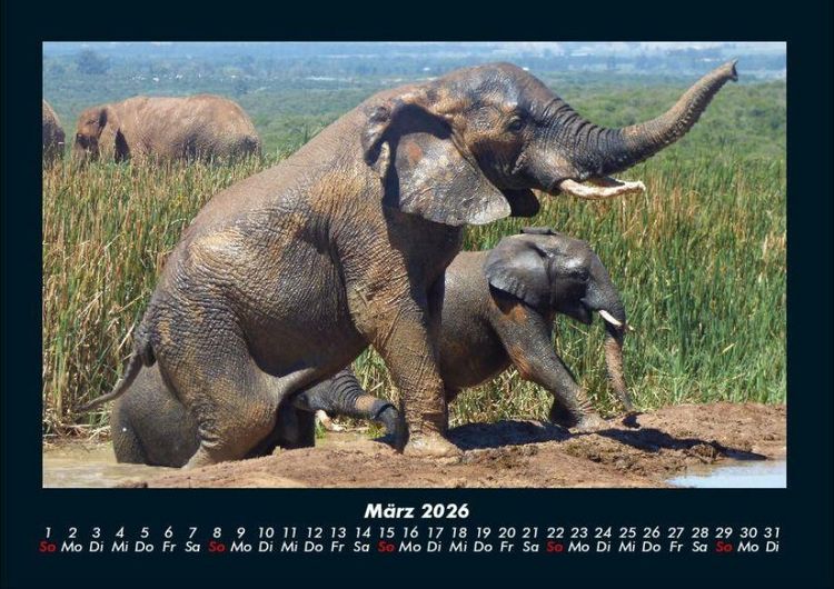 Produktbild: Elefanten 2026 Fotokalender DIN A4