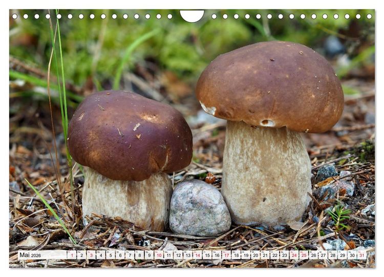 Produktbild: Pilze - tolle Funde (Wandkalender 2026 DIN A4 quer), CALVENDO Monatskalender
