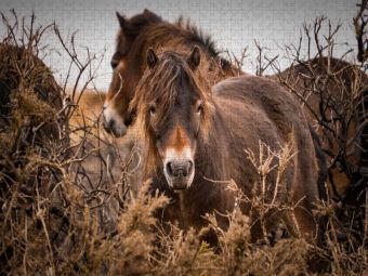 Produktbild: CALVENDO Puzzle Wildes, rauhes Pferdeleben | 1000 Teile Lege-Gr&ouml;&szlig;e 64x48cm Foto-Puzzle f&uuml;r gl&uuml;ckliche Stunden
