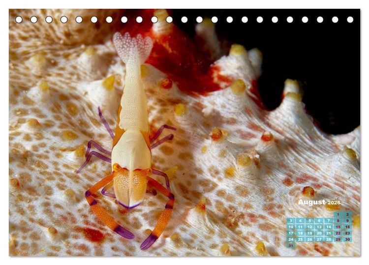Produktbild: Oceans Alive - A World of Color and Diversity (Desk Calendar 2026 DIN A5 landscape), CALVENDO 12 Month DeskCalendar