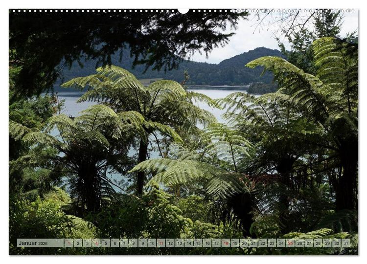 Produktbild: Prim&auml;rwald - Neuseeland (hochwertiger Premium Wandkalender 2026 DIN A2 quer), Kunstdruck in Hochglanz