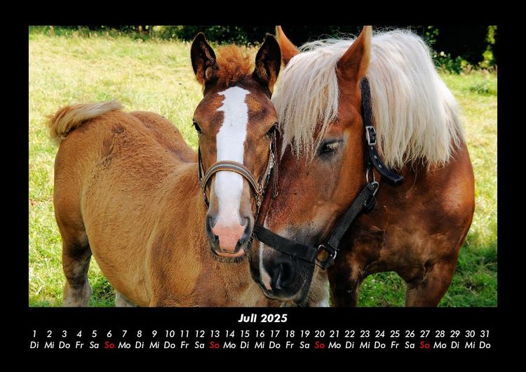 Produktbild: Pferdegefl&uuml;ster 2025 Fotokalender DIN A3