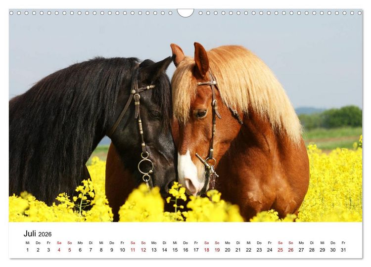 Produktbild: Pferde - im Galopp durch's Jahr 2026 (Wandkalender 2026 DIN A3 quer), CALVENDO Monatskalender