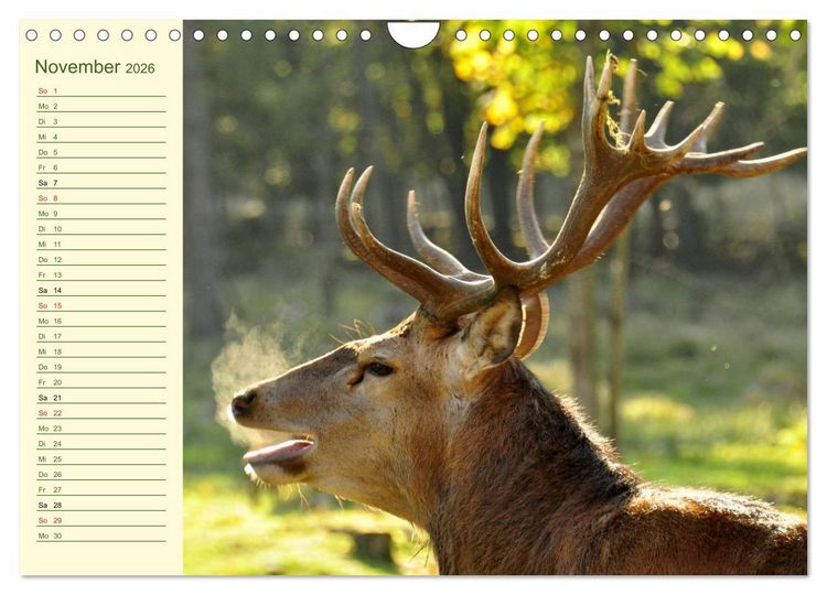 Produktbild: Begegnungen. DER HIRSCH (Wandkalender 2026 DIN A4 quer), CALVENDO Monatskalender