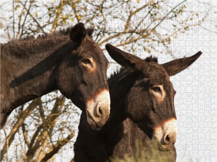 Produktbild: CALVENDO Puzzle Esel unter sich 1000 Teile Lege-Gr&ouml;&szlig;e 64 x 48 cm Foto-Puzzle Bild von Meike B&ouml;lts