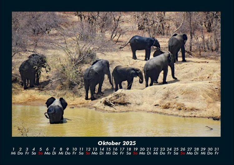 Produktbild: Der Elefantenkalender 2025 Fotokalender DIN A4