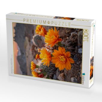 Produktbild: CALVENDO Puzzle Bl&uuml;tenfarbe der Sonne - orangefarbene Kakteen | 1000 Teile Lege-Gr&ouml;&szlig;e 64x48cm Foto-Puzzle f&uuml;r gl&uuml;ckliche Stunden