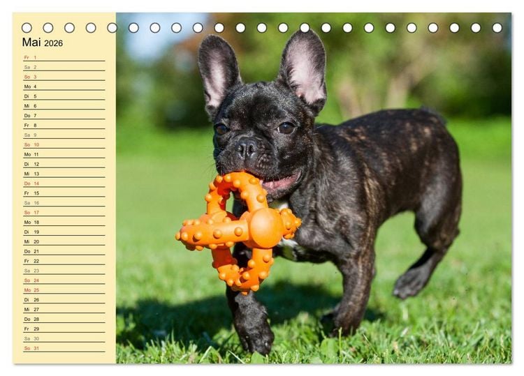 Produktbild: Franz&ouml;sische Bulldogge - Clown auf 4 Pfoten (Tischkalender 2026 DIN A5 quer), CALVENDO Monatskalender