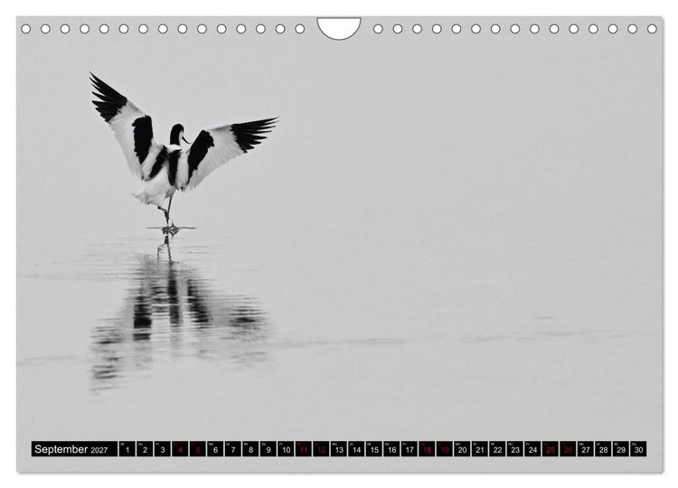 Produktbild: Mallorcas V&ouml;gel (Wandkalender 2027 DIN A4 quer), CALVENDO Monatskalender
