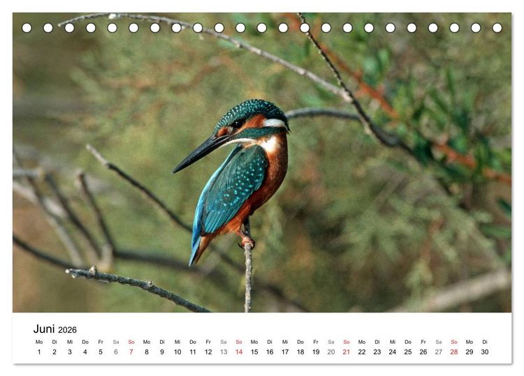 Produktbild: Heimische Tierwelt (Tischkalender 2026 DIN A5 quer), CALVENDO Monatskalender