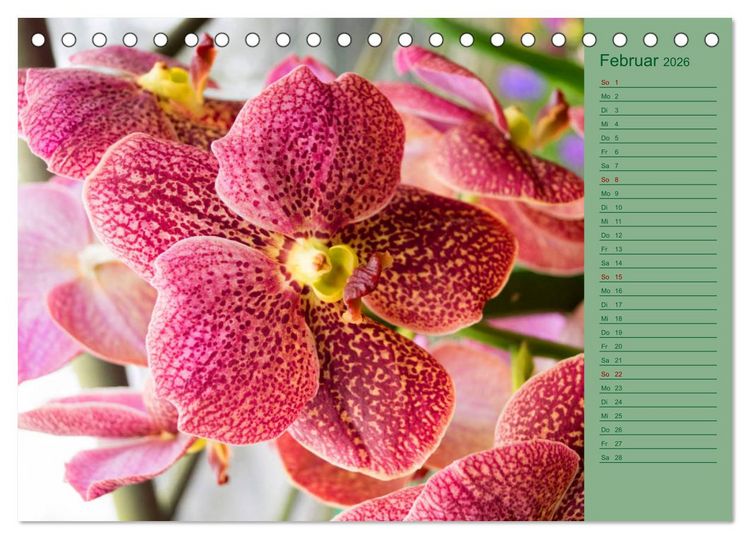 Produktbild: Farbzauber Natur Orchideen - CH Version (Tischkalender 2026 DIN A5 quer), CALVENDO Monatskalender