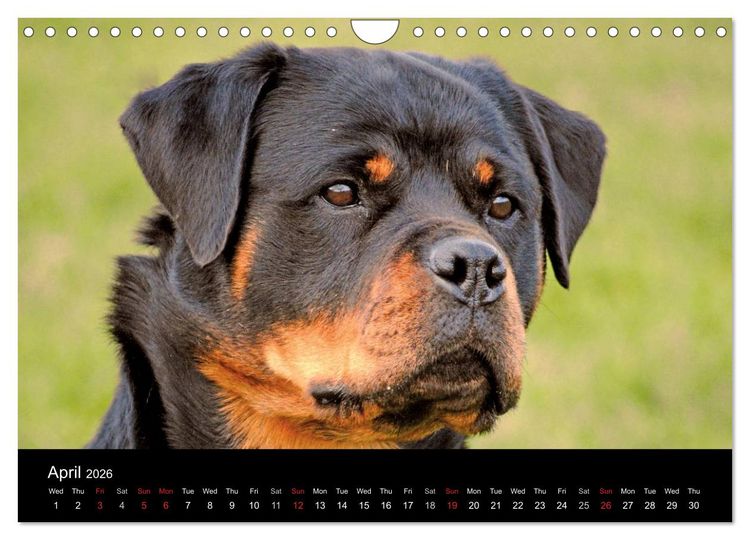 Produktbild: Rottweiler Portait Shots 2026 (Wall Calendar 2026 DIN A4 landscape), CALVENDO 12 Month Wall Calendar