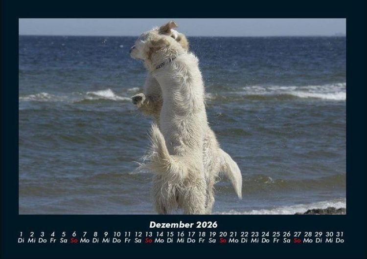 Produktbild: Der Hundekalender 2026 Fotokalender DIN A4