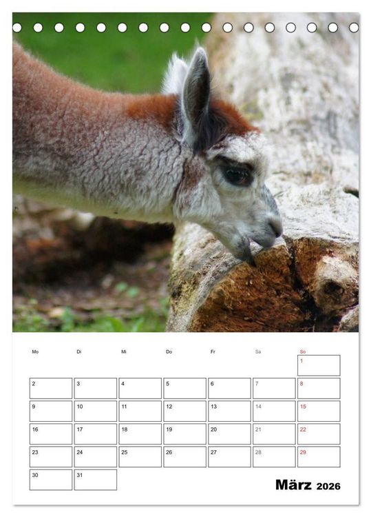 Produktbild: Alpaka und Lama Terminplaner (Tischkalender 2026 DIN A5 hoch), CALVENDO Monatskalender