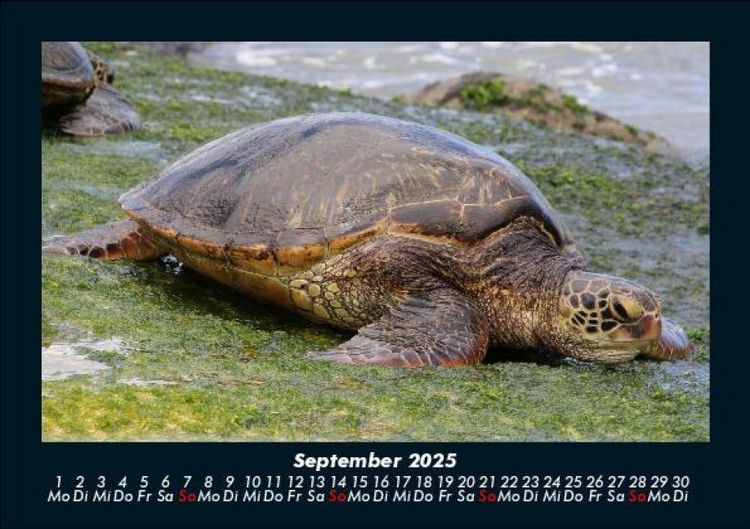 Produktbild: Schildkr&ouml;tenzauber 2025 Fotokalender DIN A5