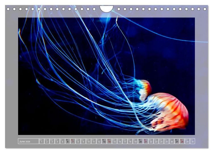 Produktbild: In the world of the medusae (Wall Calendar 2026 DIN A4 landscape), CALVENDO 12 Month Wall Calendar
