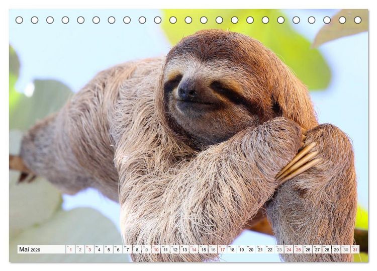 Produktbild: Hallo! Aufwachen! Kann bitte mal jemand das Faultier wecken? (Tischkalender 2026 DIN A5 quer), CALVENDO Monatskalender