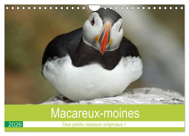 Produktbild: Macareux-moines Des petits oiseaux originaux! (Calendrier mural 2026 DIN A4 vertical), CALVENDO calendrier mensuel