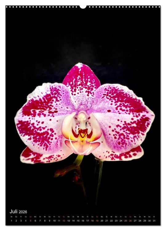 Produktbild: Orchideen - Exoten im Wohnzimmer (hochwertiger Premium Wandkalender 2026 DIN A2 hoch), Kunstdruck in Hochglanz