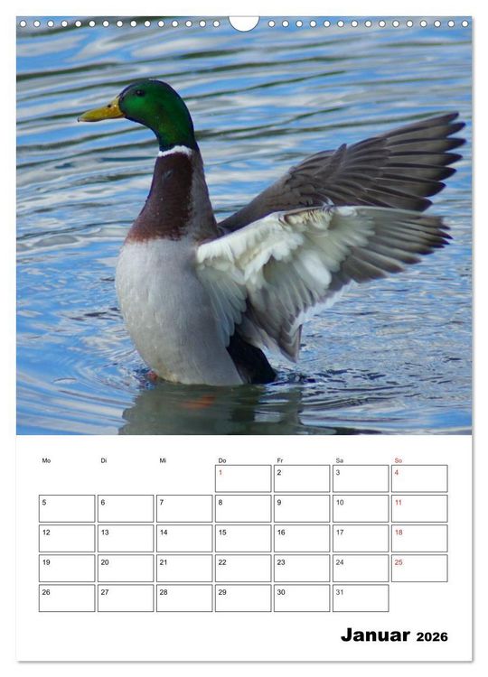 Produktbild: Liebenswerte Enten (Wandkalender 2026 DIN A3 hoch), CALVENDO Monatskalender