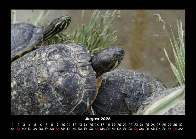 Produktbild: Schildkr&ouml;tenzauber 2026 Fotokalender DIN A3