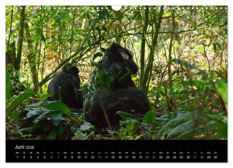 Produktbild: Ugandas friedliche Berggorillas (Wandkalender 2026 DIN A3 quer), CALVENDO Monatskalender