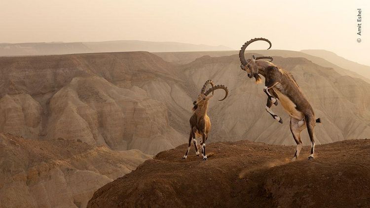 Produktbild: Wildlife Fotografien des Jahres &ndash; Portfolio 33