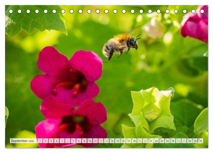 Produktbild: Bienen und Hummeln in Aktion (Tischkalender 2026 DIN A5 quer), CALVENDO Monatskalender