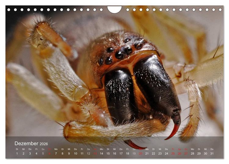 Produktbild: Faszination Spinnen (Wandkalender 2026 DIN A4 quer), CALVENDO Monatskalender