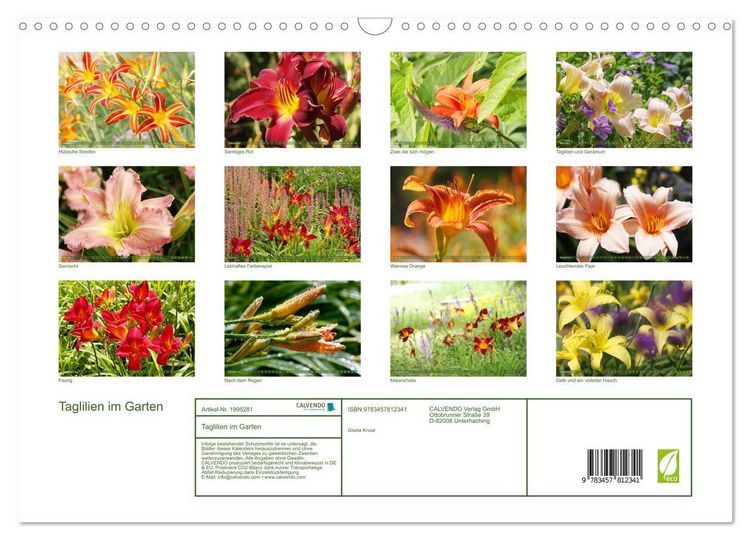 Produktbild: Taglilien im Garten (Wandkalender 2026 DIN A3 quer), CALVENDO Monatskalender