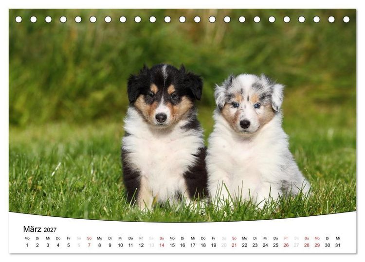 Produktbild: Welpen - Puppies (Tischkalender 2027 DIN A5 quer), CALVENDO Monatskalender