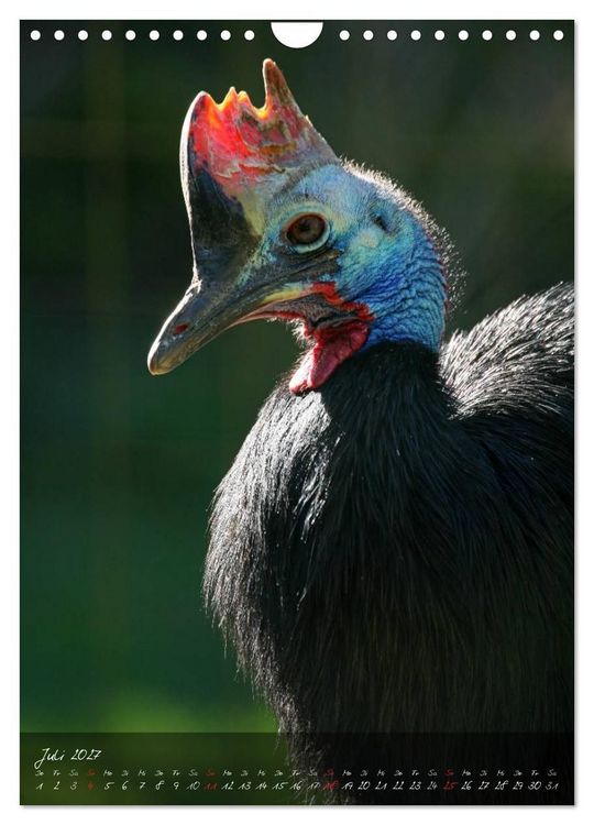 Produktbild: Nandu, Emu & Co. (Wandkalender 2027 DIN A4 hoch), CALVENDO Monatskalender