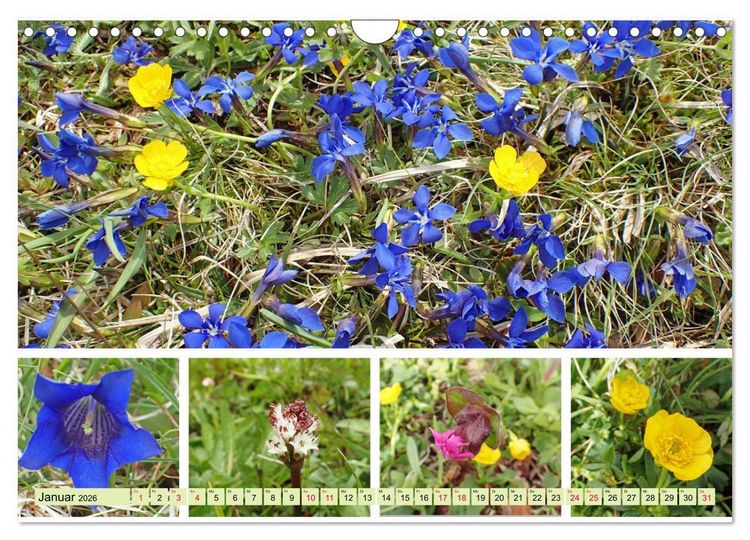 Produktbild: Bl&uuml;tenmeer am Wegesrand (Wandkalender 2026 DIN A4 quer), CALVENDO Monatskalender