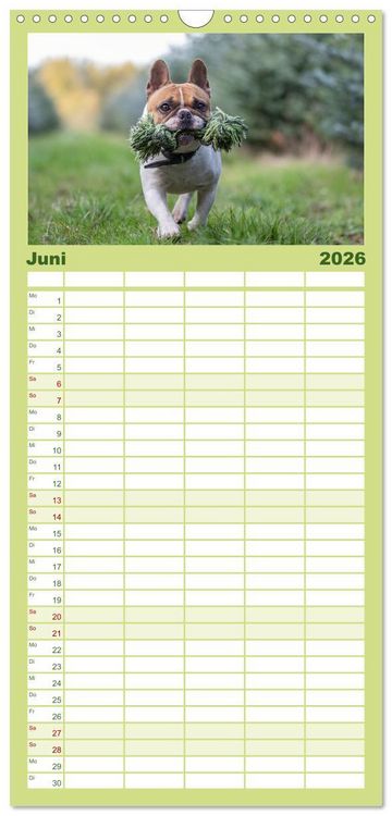 Produktbild: Familienplaner 2026 - Hunde Action mit 5 Spalten (Wandkalender, 21 x 45 cm) CALVENDO