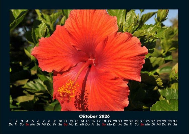 Produktbild: Blumentr&auml;ume 2026 Fotokalender DIN A4