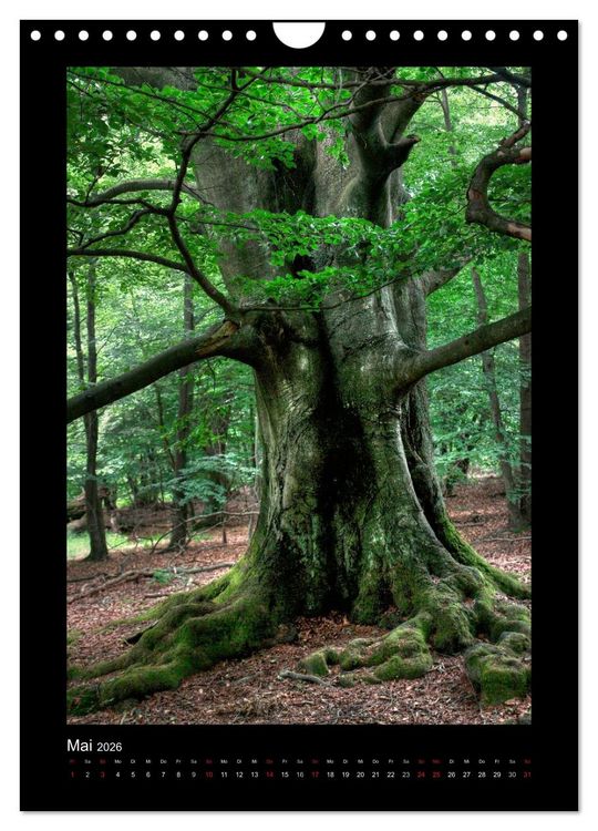Produktbild: Mythos Baum / 2026 (Wandkalender 2026 DIN A4 hoch), CALVENDO Monatskalender