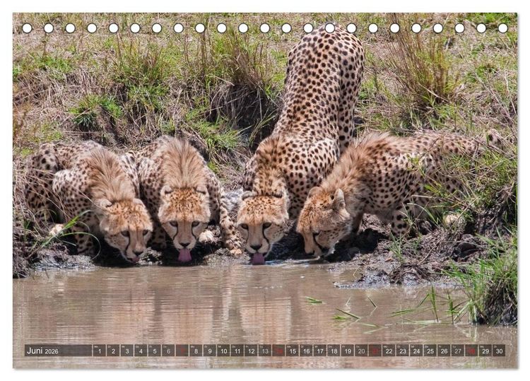 Produktbild: Raubkatzen Afrikas (Tischkalender 2026 DIN A5 quer), CALVENDO Monatskalender