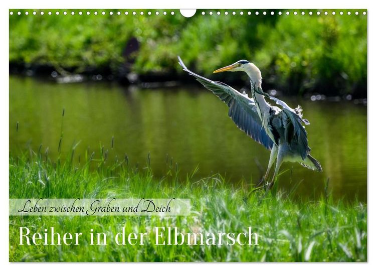 Produktbild: Reiher in der Elbmarsch (Wandkalender 2027 DIN A3 quer), CALVENDO Monatskalender