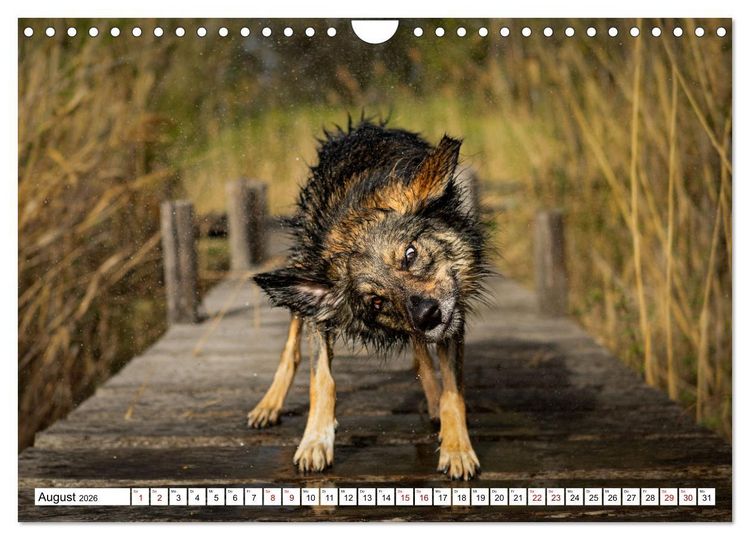 Produktbild: Ein Hundejahr in Bildern (Wandkalender 2026 DIN A4 quer), CALVENDO Monatskalender