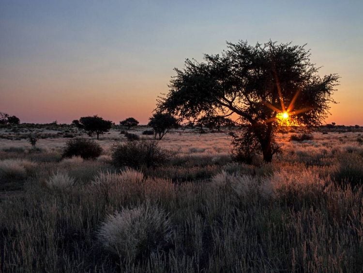 Produktbild: CALVENDO Puzzle Akazienbaum in der Kalahari-W&uuml;ste in Namibia | 1000 Teile Lege-Gr&ouml;&szlig;e 64x48cm Foto-Puzzle f&uuml;r gl&uuml;ckliche Stunden