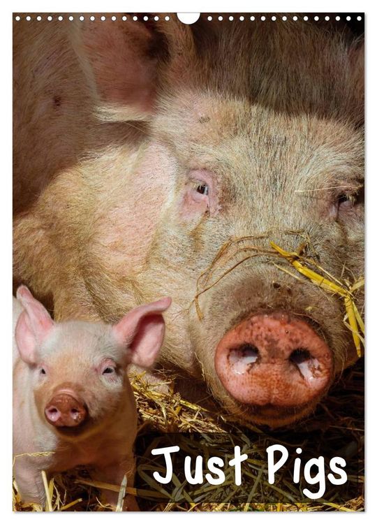 Produktbild: Just Pigs (Wall Calendar 2026 DIN A3 portrait), CALVENDO 12 Month Wall Calendar