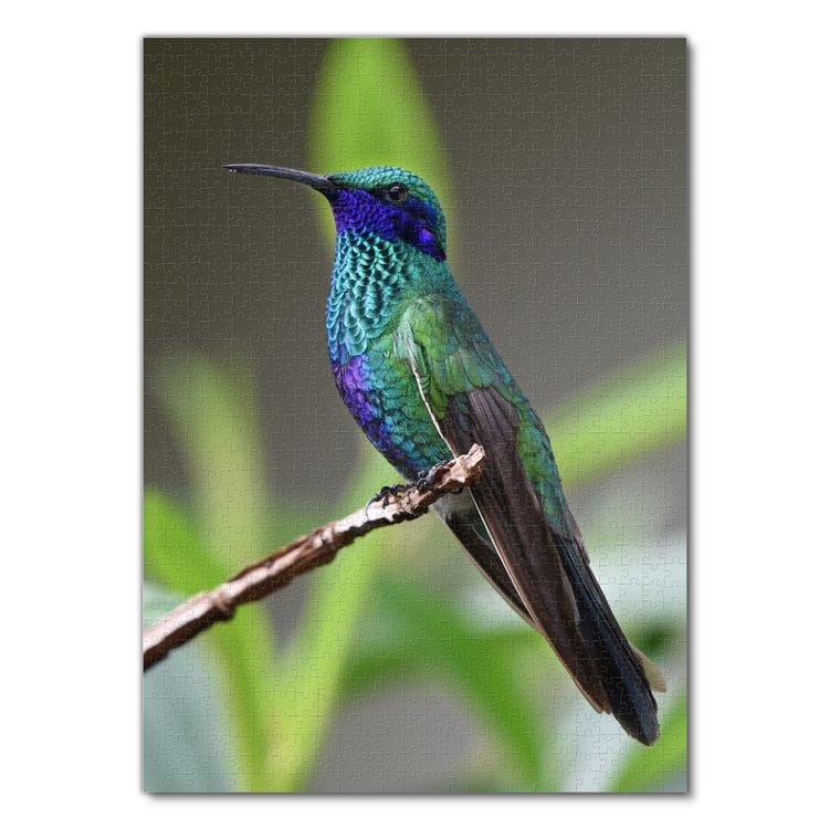 Produktbild: Lais Puzzle Kolibri 1000 Teile