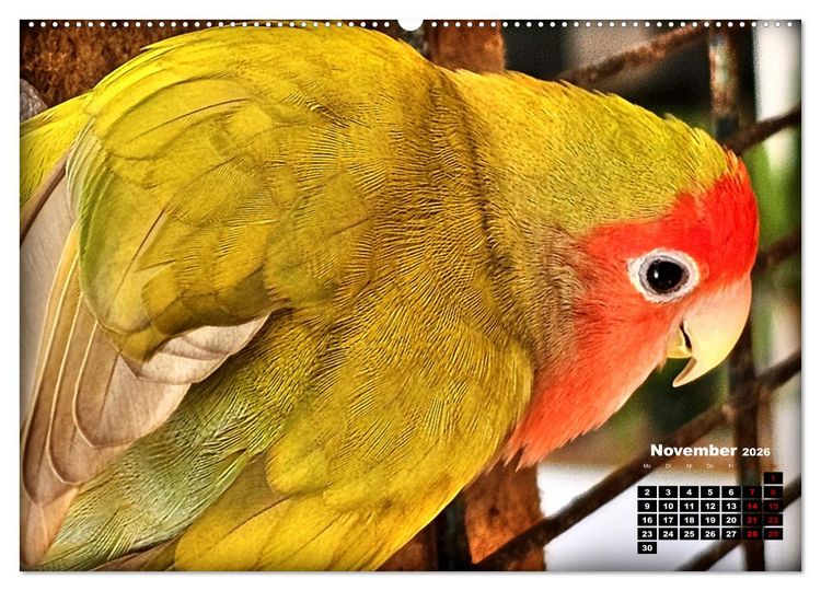 Produktbild: Die Unzertrennlichen (hochwertiger Premium Wandkalender 2026 DIN A2 quer), Kunstdruck in Hochglanz